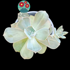 Graptoveria Mr Richard