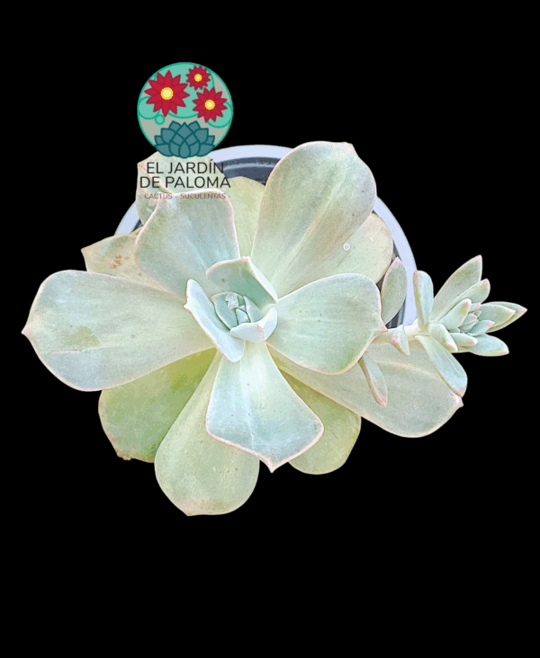 Graptoveria Mr Richard