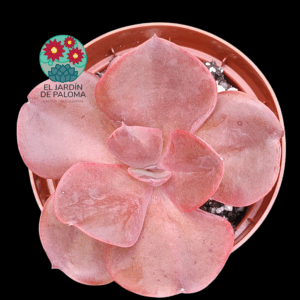 Echeveria Hortensia (tamaño mediano)