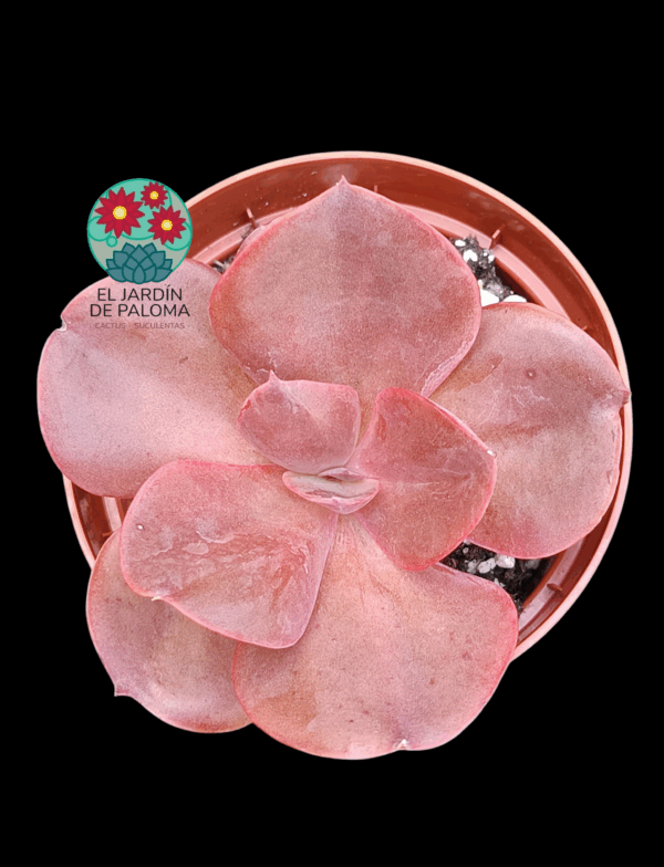 Echeveria Hortensia (tamaño mediano)