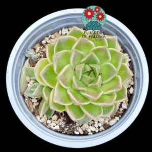 Echeveria Anubis con hijo (maceta grande)