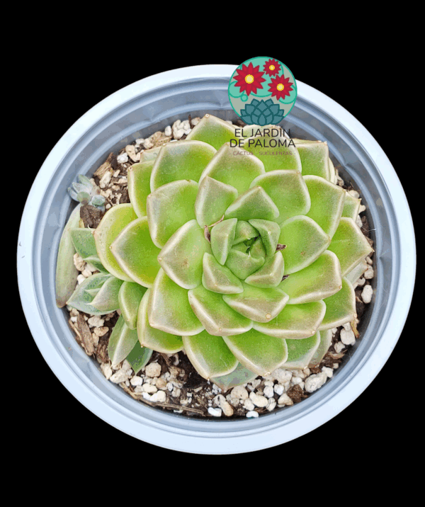 Echeveria Anubis con hijo (maceta grande)