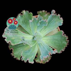 Echeveria Gibbiflora " Bumps'