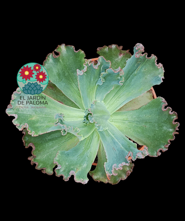Echeveria Gibbiflora " Bumps'