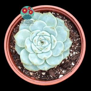 Echeveria Red velvet
