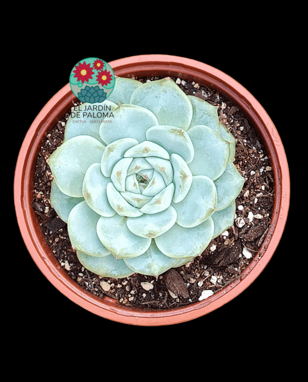 Echeveria Red velvet