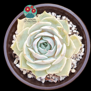 Echeveria Lola