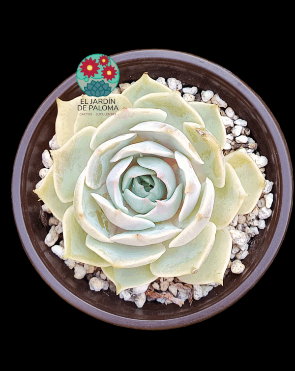 Echeveria Lola
