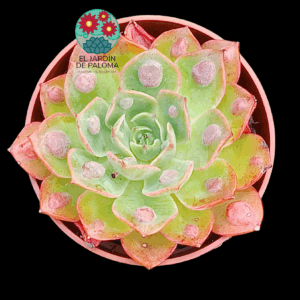 Echeveria Parva x raindrops (tamaño mediano)