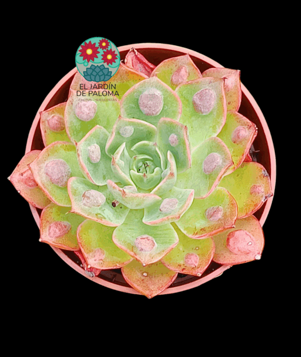 Echeveria Parva x raindrops (tamaño mediano)