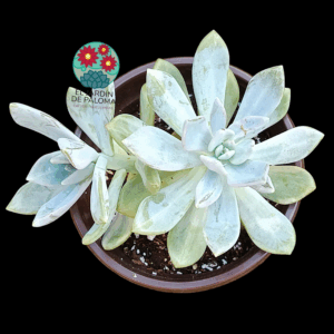Pachyveria pachytoidesl