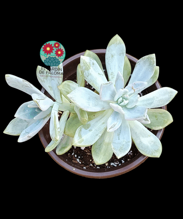 Pachyveria pachytoidesl