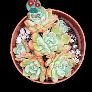 Echeveria Sitifukumiana