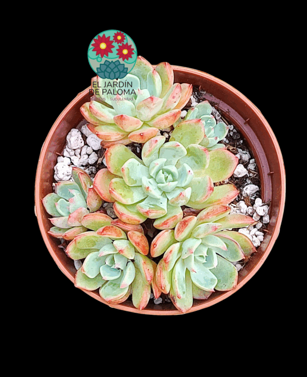 Echeveria Sitifukumiana