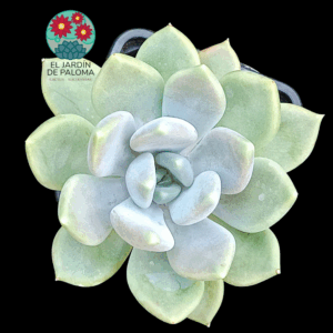 Pachyveria Corvus