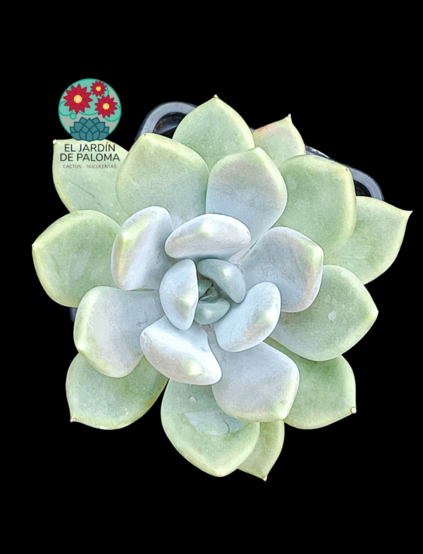 Pachyveria Corvus