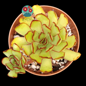 Echeveria Pulidonis "Magma Pearl)