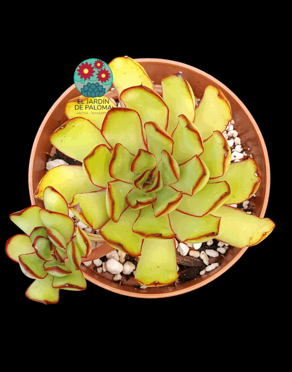 Echeveria Pulidonis "Magma Pearl)