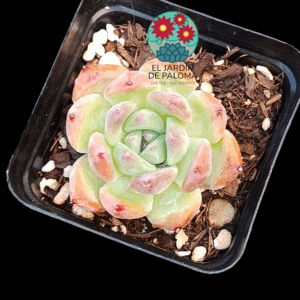 Echeveria colorata "Desert harmony"