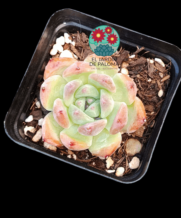 Echeveria colorata "Desert harmony"
