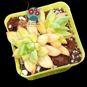 Echeveria Red Ivory (importación)
