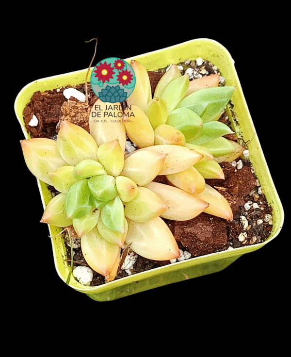 Echeveria Red Ivory (importación)