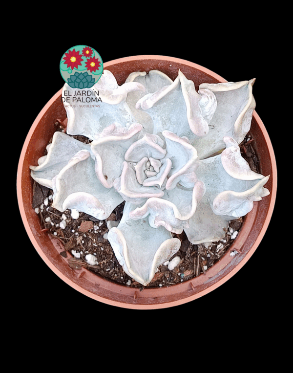 Echeveria Thriller pearl