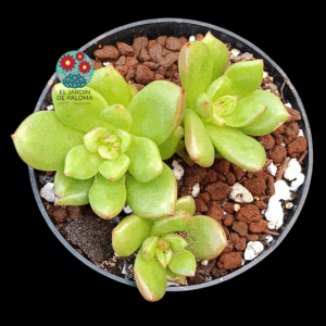 Echeveria Apple blosson (importación)