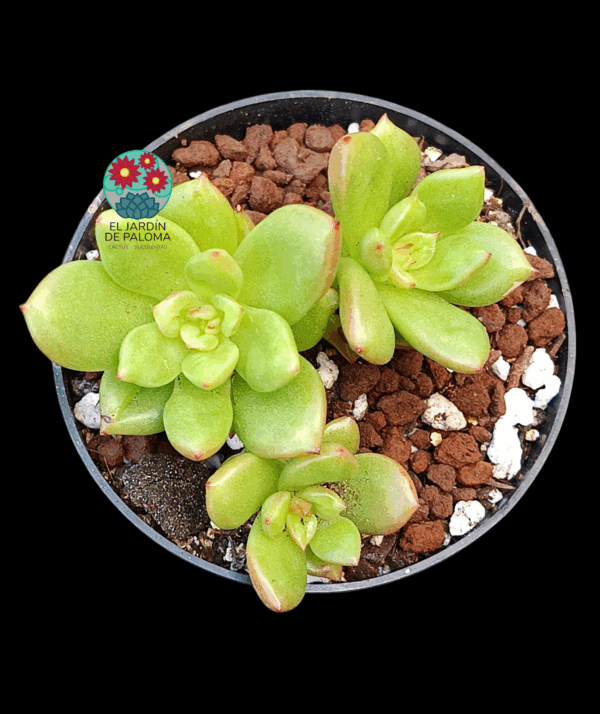Echeveria Apple blosson (importación)
