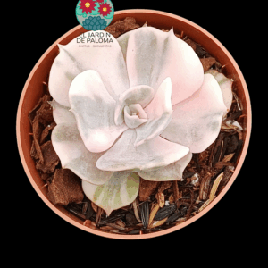 Echeveria Géminis variegata (importación)