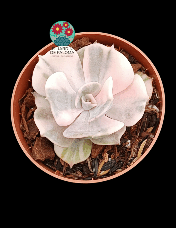Echeveria Géminis variegata (importación)