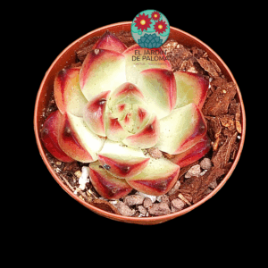 Echeveria Agavoides "Magic fire" (importación, maceta pequeña)