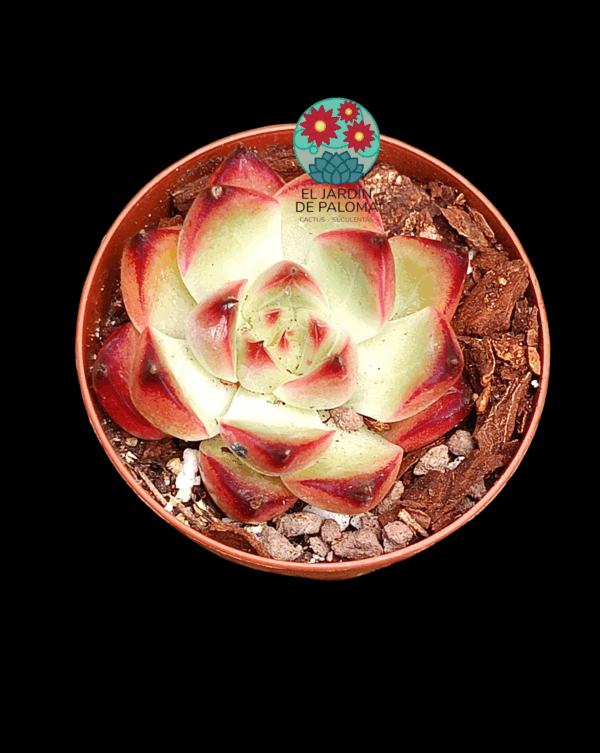 Echeveria Agavoides "Magic fire" (importación, maceta pequeña)