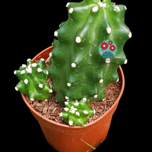 Echinocereus triglochidiatus inermis (flor naranja intenso)