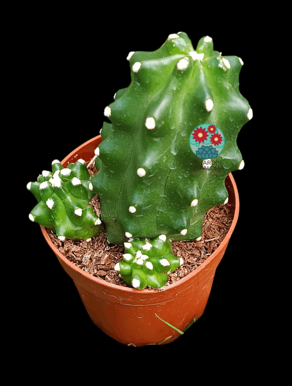 Echinocereus triglochidiatus inermis (flor naranja intenso)