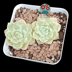 Echeveria Baroque doble roseta (importación)