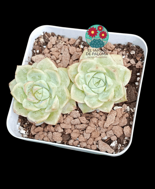 Echeveria Big Joe doble roseta (importación)