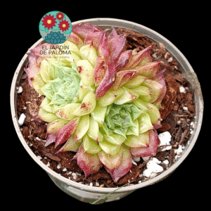 Echeveria Aquaman (importación, maceta pequeña)