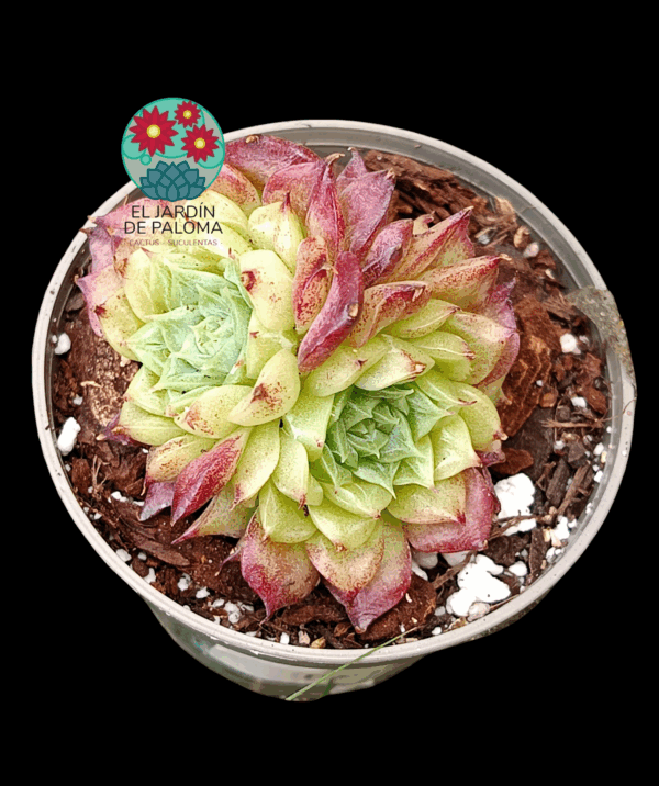 Echeveria Aquaman (importación, maceta pequeña)