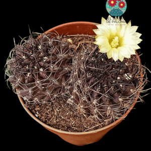 Eriosyce crispa doble