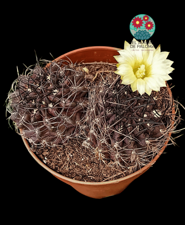 Eriosyce crispa doble