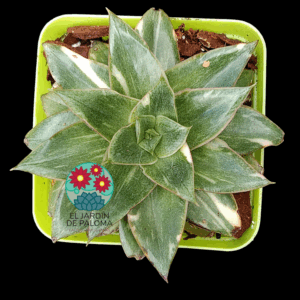 Echeveria Monocerosis variegata (importación)