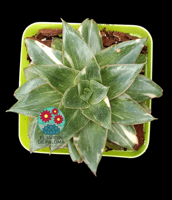 Echeveria Monocerosis variegata (importación)