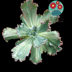 Echeveria Gibbiflora " Bumps' (es grande)