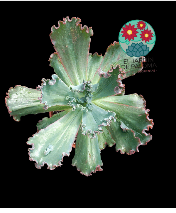 Echeveria Gibbiflora " Bumps' (es grande)