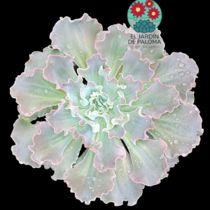 Echeveria Cielo (es grande)