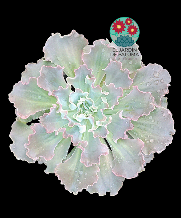 Echeveria Cielo (es grande)