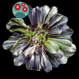 Aeonium Dan Quing x Bing bang variegata (importación)