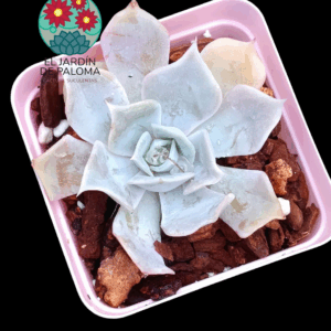 Echeveria Desert camel (importación)