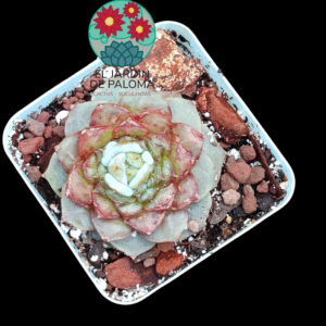 Echeveria Sugar heart (importación)